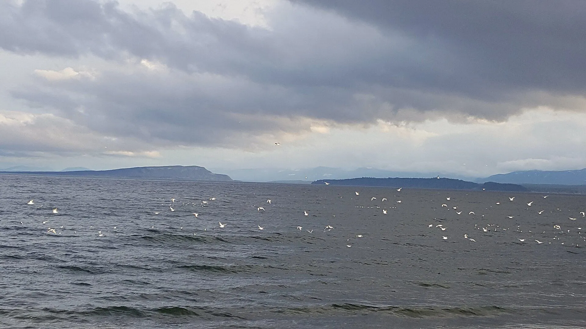 Gulls over the Strait of Georgia at Point Holmes, Comox